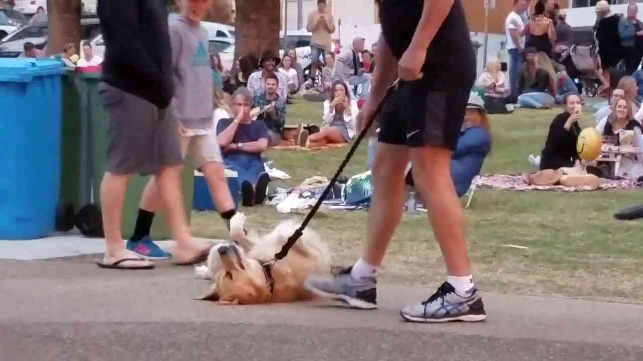 Dog refuse to leave the park. - YouTube