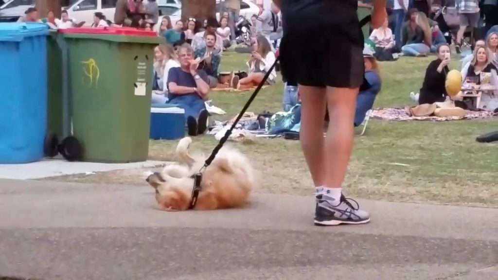 【動画】散歩が終わるのが嫌で死んだフリする犬　最終的に飼い主が勝ち周りから拍手喝采！ | ゴゴ通信