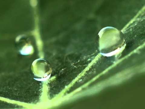 Gota del Vient - YouTube