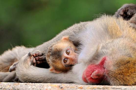 【画像】動物の子供達