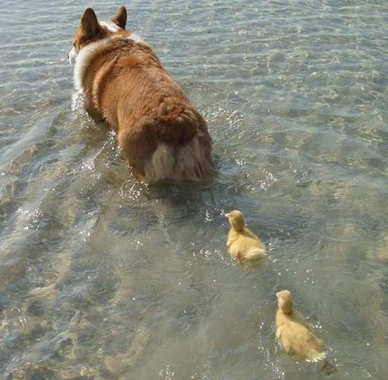 ラブラブな動物達の画像