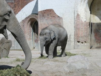 【画像】動物の子供達
