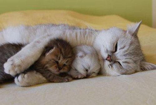 【画像】動物の子供達