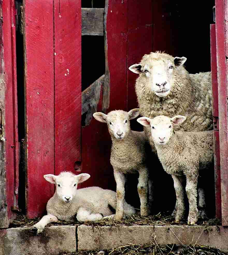 【画像】動物の子供達