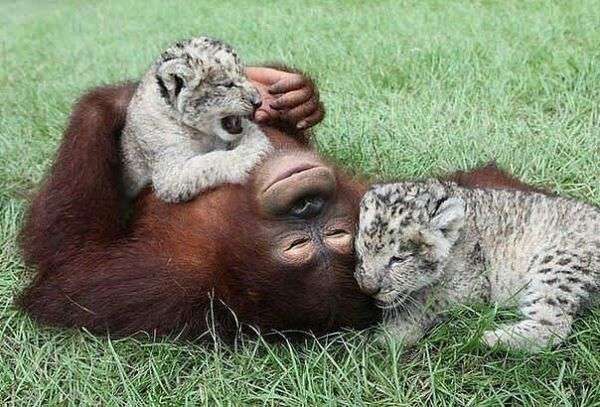 【画像】動物の子供達