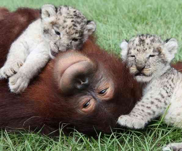 【画像】動物の子供達