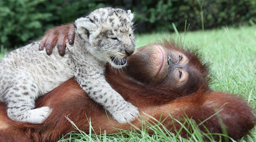 【画像】動物の子供達
