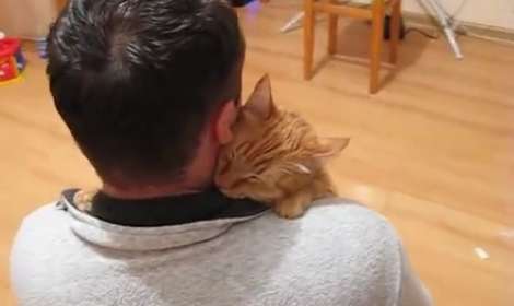 甘えてる猫の画像