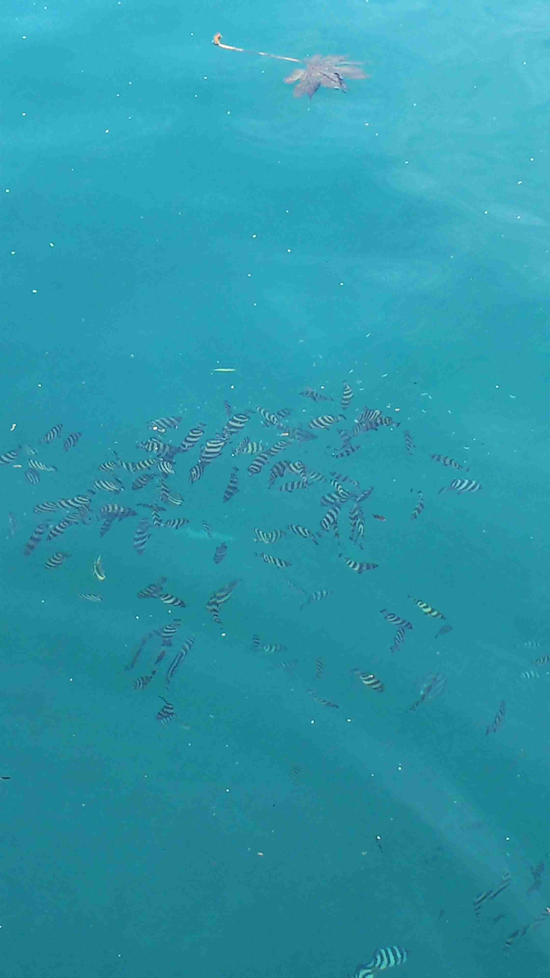 夏休みの思い出