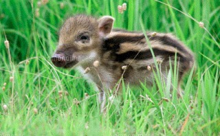 【画像】動物の子供達