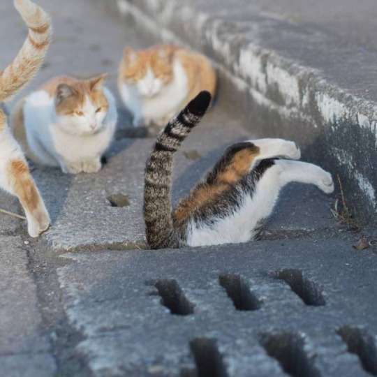 こんなところに猫が!って画像を貼っていくトピ
