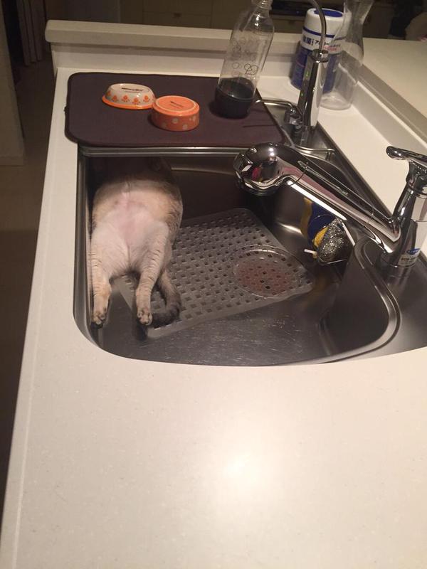 こんなところに猫が!って画像を貼っていくトピ