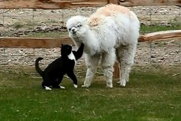 アルパカの画像に癒されよう
