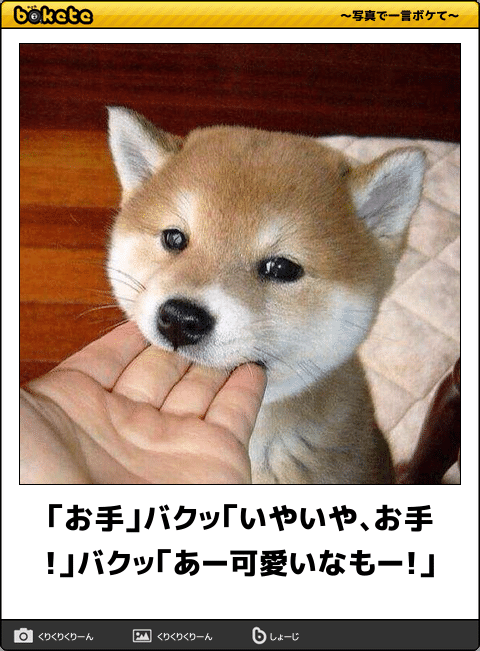 今年になってペットをお迎えした人
