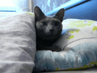 テーマが変っていく 画像トピ