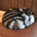 保護猫カフェ和風桶猫喫茶 on Twitter: "お願いですから、保護する気がないなら野良の子猫を安易に触らないでください。母猫が人間の匂いに警戒して迎えに来なくなります。こんな子が1人っきりで大きくなんてなれません。３時間起きの授乳、排泄促すをしないと生きていけないんです。1度関わるなら最後まで覚悟してください。 https://t.co/LF4WY5GxnY"
