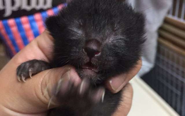 保護しないなら、野良の子猫を触らないで　悲痛な訴え  –  grape [グレイプ]