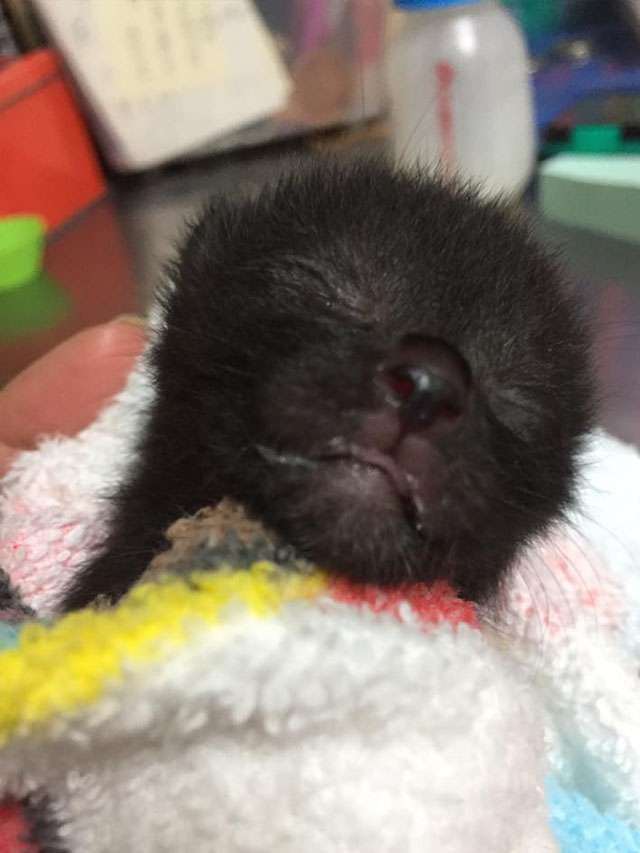 保護しないなら、野良の子猫を触らないで　悲痛な訴え