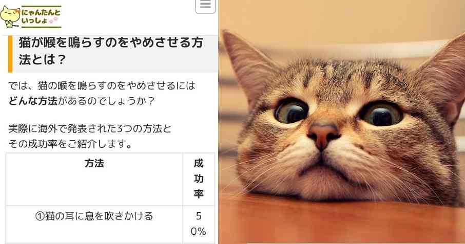    【炎上】猫メディア「猫の喉のゴロゴロ音がうるさい！やめさせる方法はあるの？」←はああああ？ | netgeek