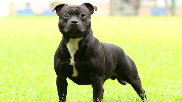 麻薬ドキュメンタリー番組の撮影中、「コカインの塊」を食べた犬が凶暴化！ 飼い主を噛み殺してしまう事件に発展