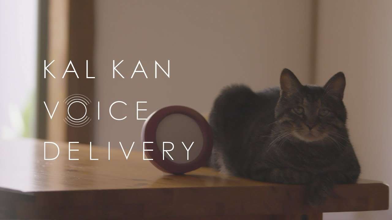 ネコは昔いっしょに過ごした飼い主の声を覚えているのか？  - KAL KAN VOICE DELIVERY - YouTube