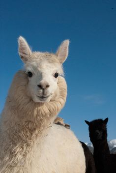 アルパカの画像に癒されよう