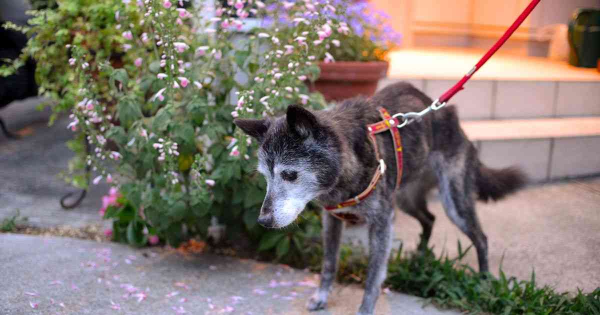 老犬を看取る。 - Togetterまとめ