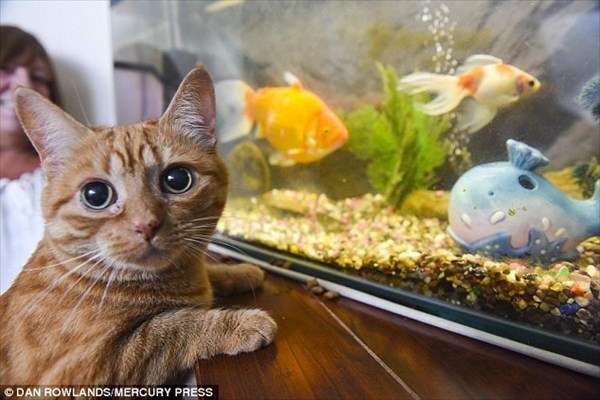 【ネタトピ】動物だけの○○会を開催