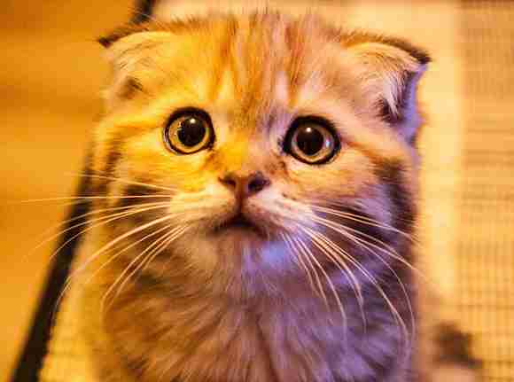 垂れ耳猫のスコティッシュフォールドがこの世から消える！？　動物愛護団体から残酷との声