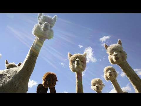 アルパカの画像に癒されよう