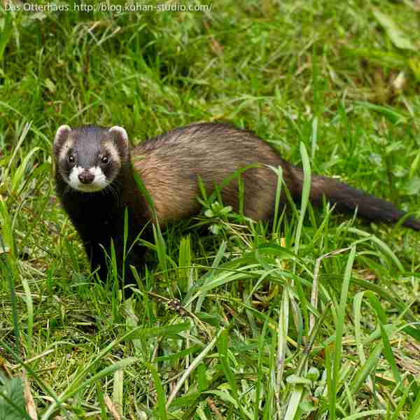 【お絵かきトピ】想像だけで動物を描こう！