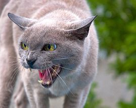 【画像】猫の後頭部が見たい