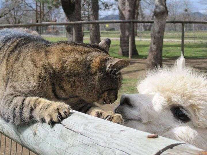 アルパカの画像に癒されよう