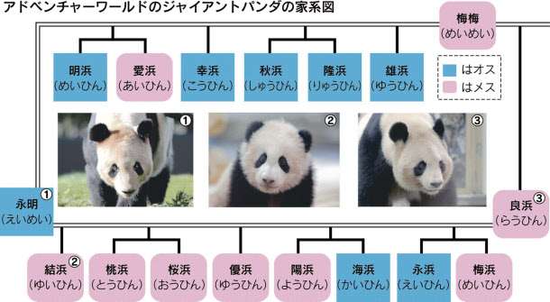 勝間和代氏 上野動物園のパンダ報道に本音「1ミリも(興味)ない」