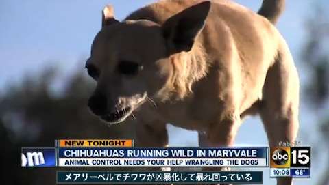 動物の命についてどう思いますか?
