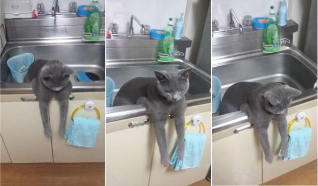 こんなところに猫が!って画像を貼っていくトピ