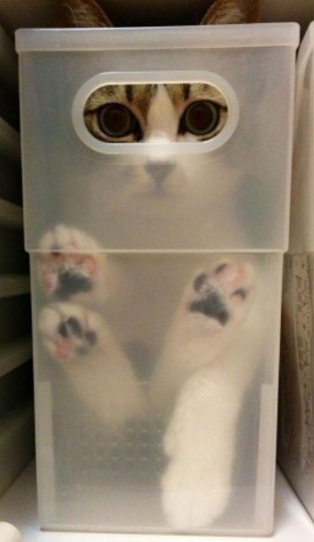 こんなところに猫が!って画像を貼っていくトピ