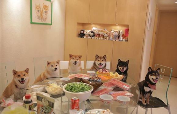 【ネタトピ】動物だけの○○会を開催