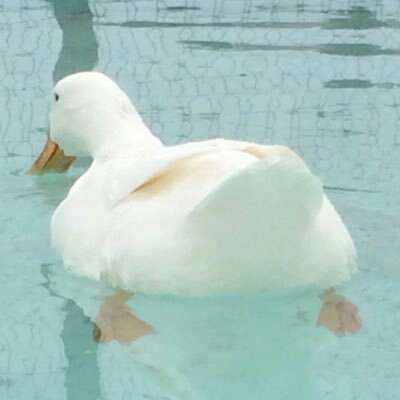 なんて事も無い普通の画像に盛りに盛った釣りタイトルを付けるトピ