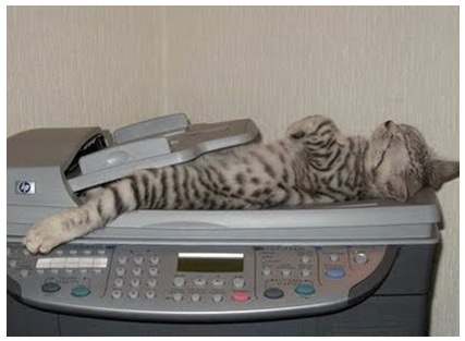 こんなところに猫が!って画像を貼っていくトピ
