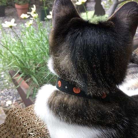 【画像】猫の後頭部が見たい