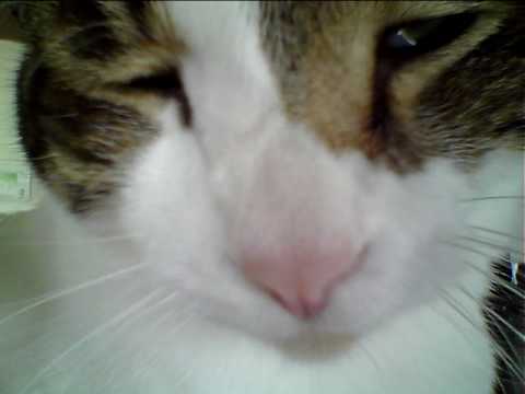 猫の喉のゴロゴロ音(高音質) - YouTube