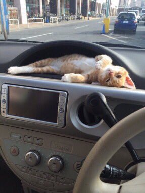 こんなところに猫が!って画像を貼っていくトピ
