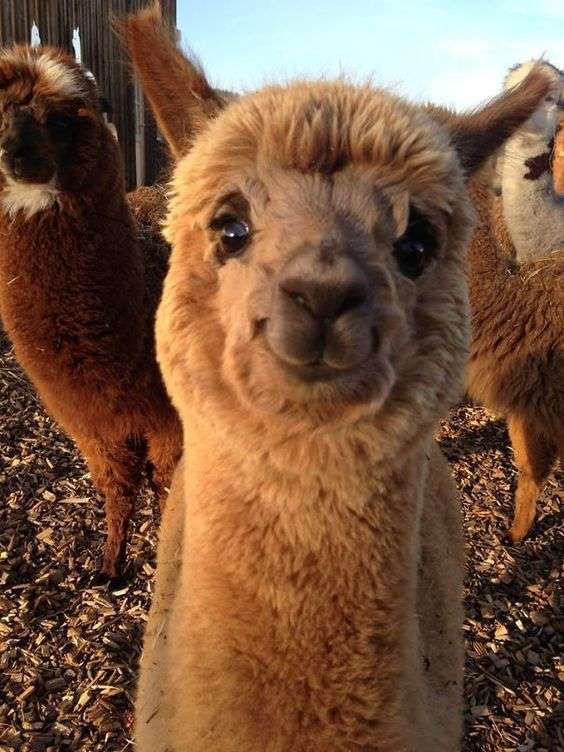 アルパカの画像に癒されよう
