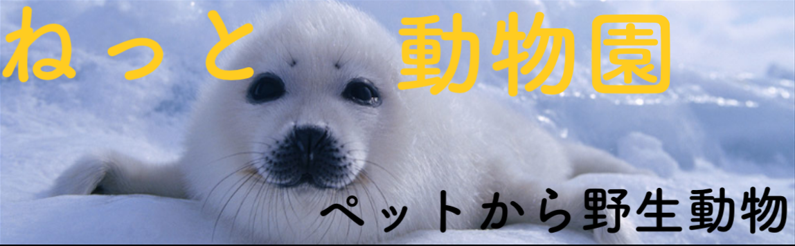 見た目は犬、頭脳はオオカミ！凶暴野犬「ディンゴ」とは何者？ | ネット動物園　〜生き物全般からペットまで〜