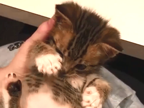 子猫が「うにゃ～、めざわり！」相手は - 動画 - Yahoo!映像トピックス