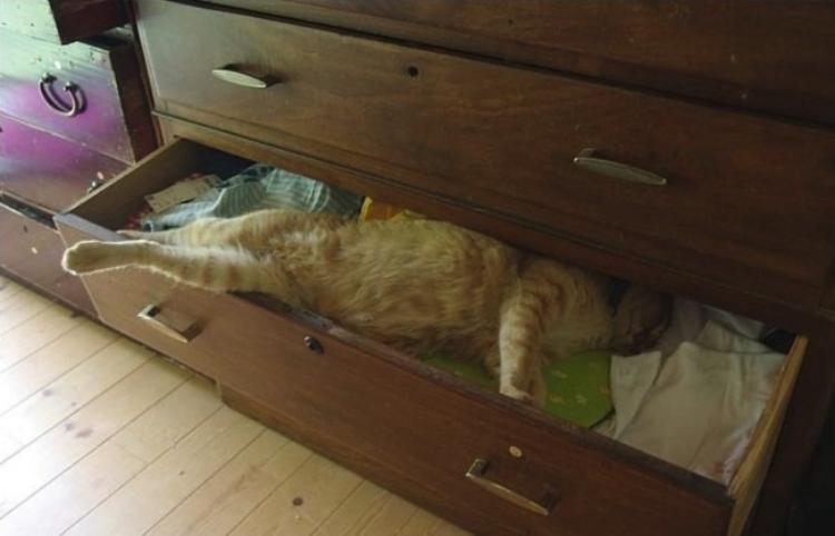 こんなところに猫が!って画像を貼っていくトピ