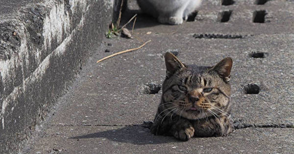 こんなところに猫が!って画像を貼っていくトピ