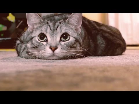 #猫バンバン PROJECT MOVIE by NISSAN #KnockKnockCats - YouTube