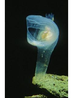 嫌韓の出発点、2002年日韓共催ワールドカップで何が起きたのか:日韓問題（初心者向け） - ブロマガ